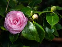 Kamelie zartrosa mit Knospen